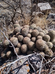 Escobaria chihuahuensis