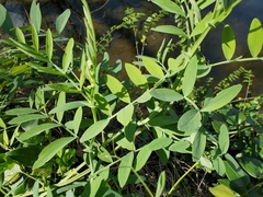 Lathyrus jepsonii californicus