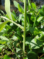 Lathyrus jepsonii californicus