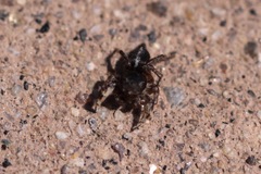 Habronattus schlingeri