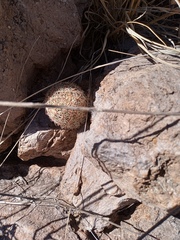 Escobaria chihuahuensis