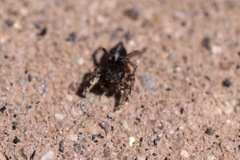 Habronattus schlingeri