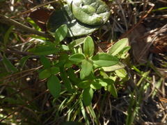 Trichostema dichotomum image