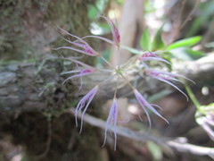 Macroclinium exiguum