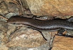 Trachylepis varia