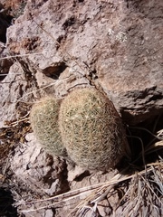 Escobaria chihuahuensis