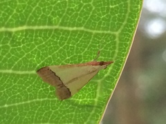 Autocharis