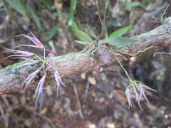 Macroclinium exiguum