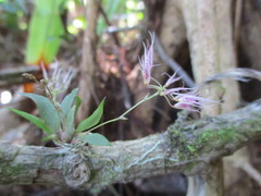 Macroclinium exiguum