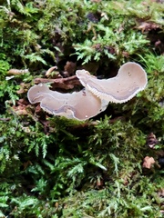 Pseudohydnum totarae