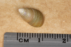 Phasianotrochus irisodontes