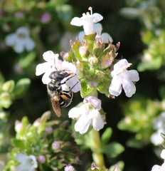 Protosmia rubifloris