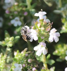 Protosmia rubifloris