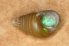 Phasianotrochus irisodontes