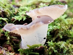 Pseudohydnum totarae