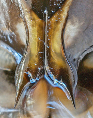 Dytiscus lapponicus