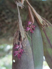 Trichosalpinx dependens