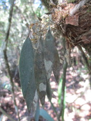 Trichosalpinx dependens