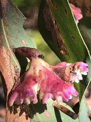 Apiomorpha rosaeformis