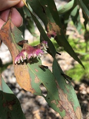 Apiomorpha rosaeformis