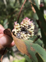 Apiomorpha rosaeformis