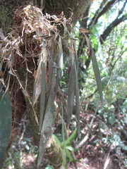 Trichosalpinx dependens