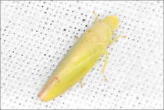 Reuplemmeles hobartensis