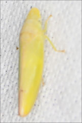 Reuplemmeles hobartensis