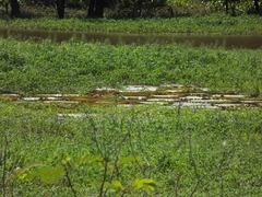Victoria amazonica
