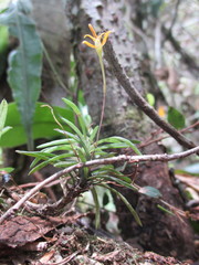Maxillaria standleyi