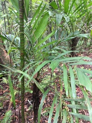 Linospadix monostachyus