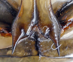 Dytiscus lapponicus