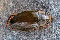 Dytiscus lapponicus