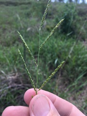 Eriochloa pseudoacrotricha