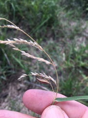 Eriochloa pseudoacrotricha