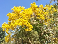 Handroanthus chrysanthus
