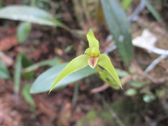 Maxillaria acuminata