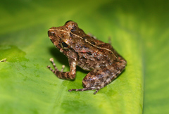 Craugastor aurilegulus