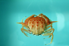 Gladiator Box Crab