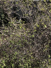 Helichrysum lanceolatum