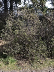 Helichrysum lanceolatum