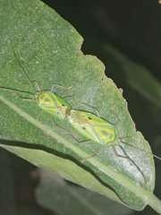 Urolabida