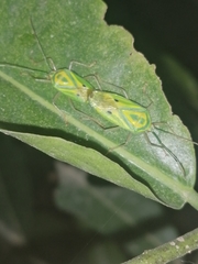 Urolabida