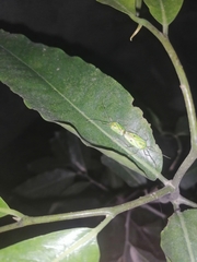 Urolabida