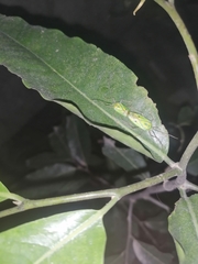 Urolabida