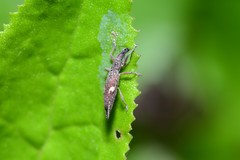 Euthyphasis
