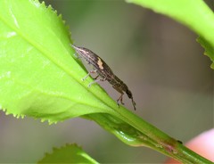 Euthyphasis