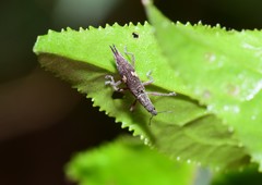 Euthyphasis