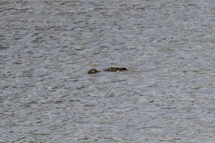 Crocodylus niloticus africanus