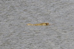Crocodylus niloticus africanus